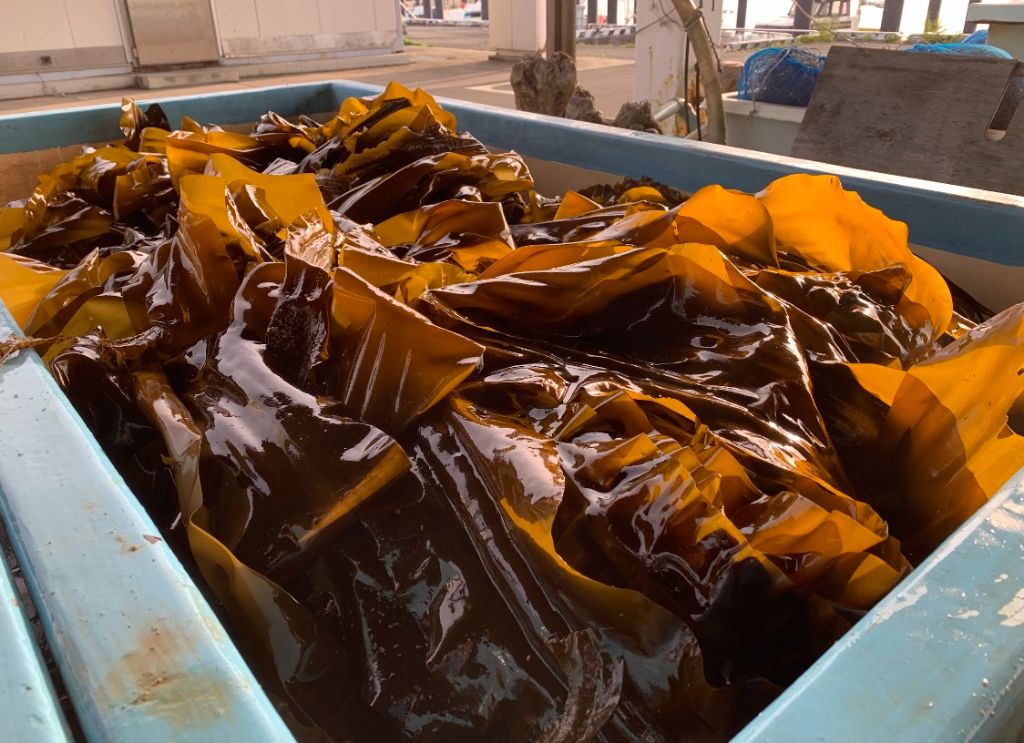 収穫した生こんぶ 1kg